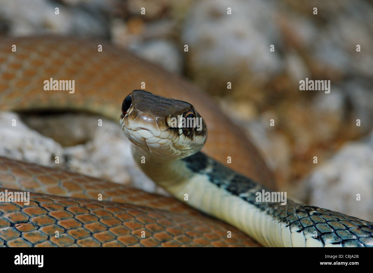 Whip snake, Dahl's whip snake, Platyceps najadum dahlii, snake, snakes, reptile, reptiles, portrait, protected, endangered, Gree Stock Photo