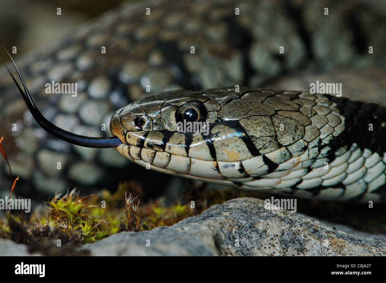Grass snake, colubrid, colubrids, Natrix natrix helvetica, snake, snakes, reptile, reptiles, portrait, protected, endangered, in Stock Photo