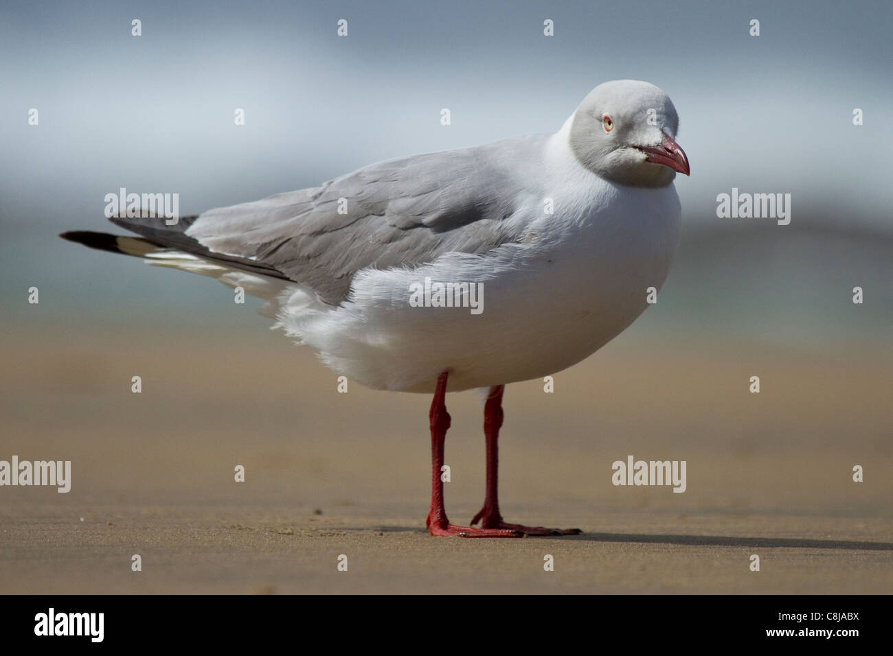 Greyheaded gull on beach Stock Photo Alamy