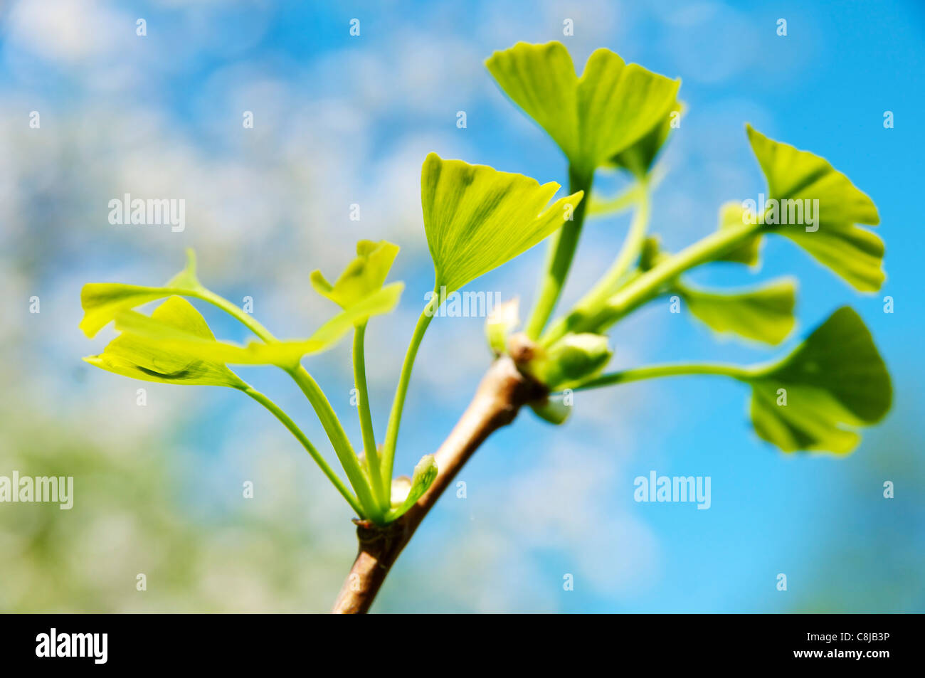 Ginkgo biloba tree hires stock photography and images Alamy