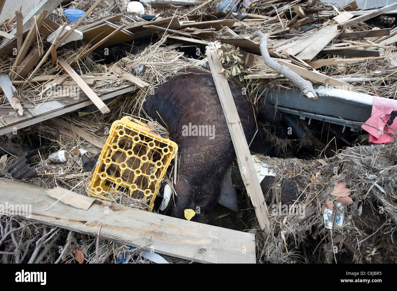 A dead cow lies among the rubble in Naraha, a town that lies within the evacuation zone around the leaking nuclear plant, Japan Stock Photo