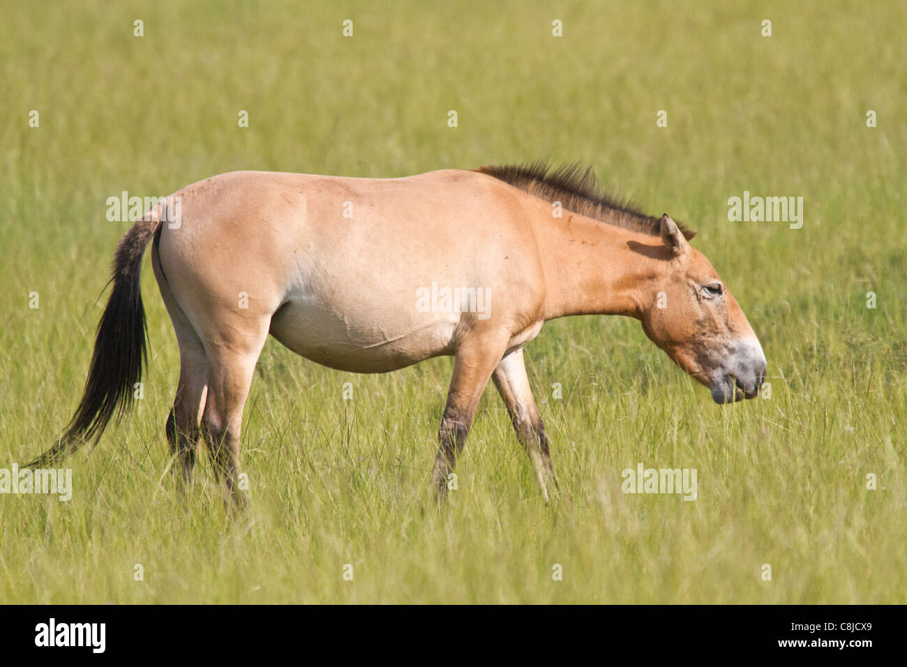 Przewalski horse in a field in Mongolia Stock Photo Alamy
