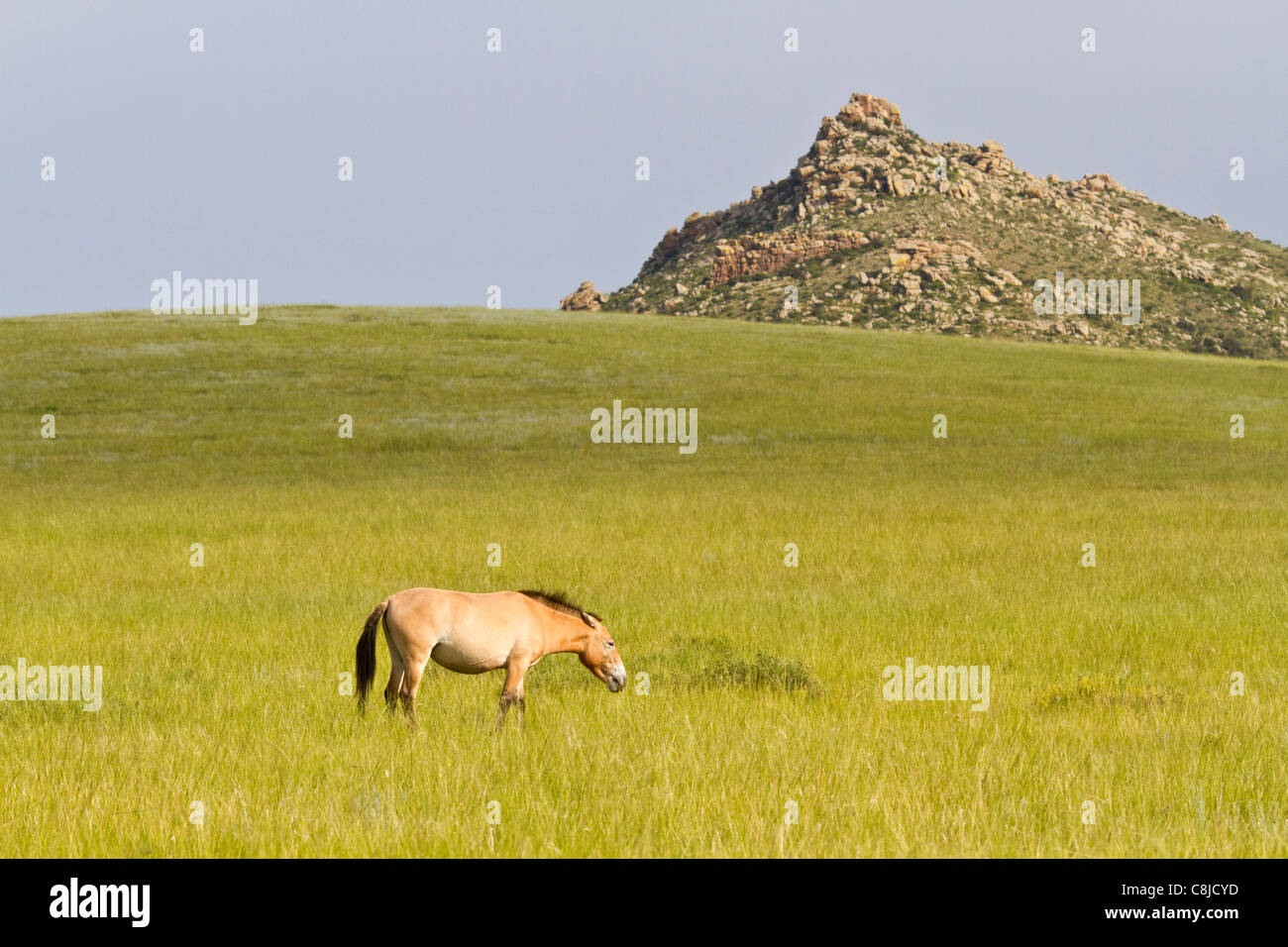 Przewalski horse in a field in Mongolia eating grass Stock Photo - Alamy