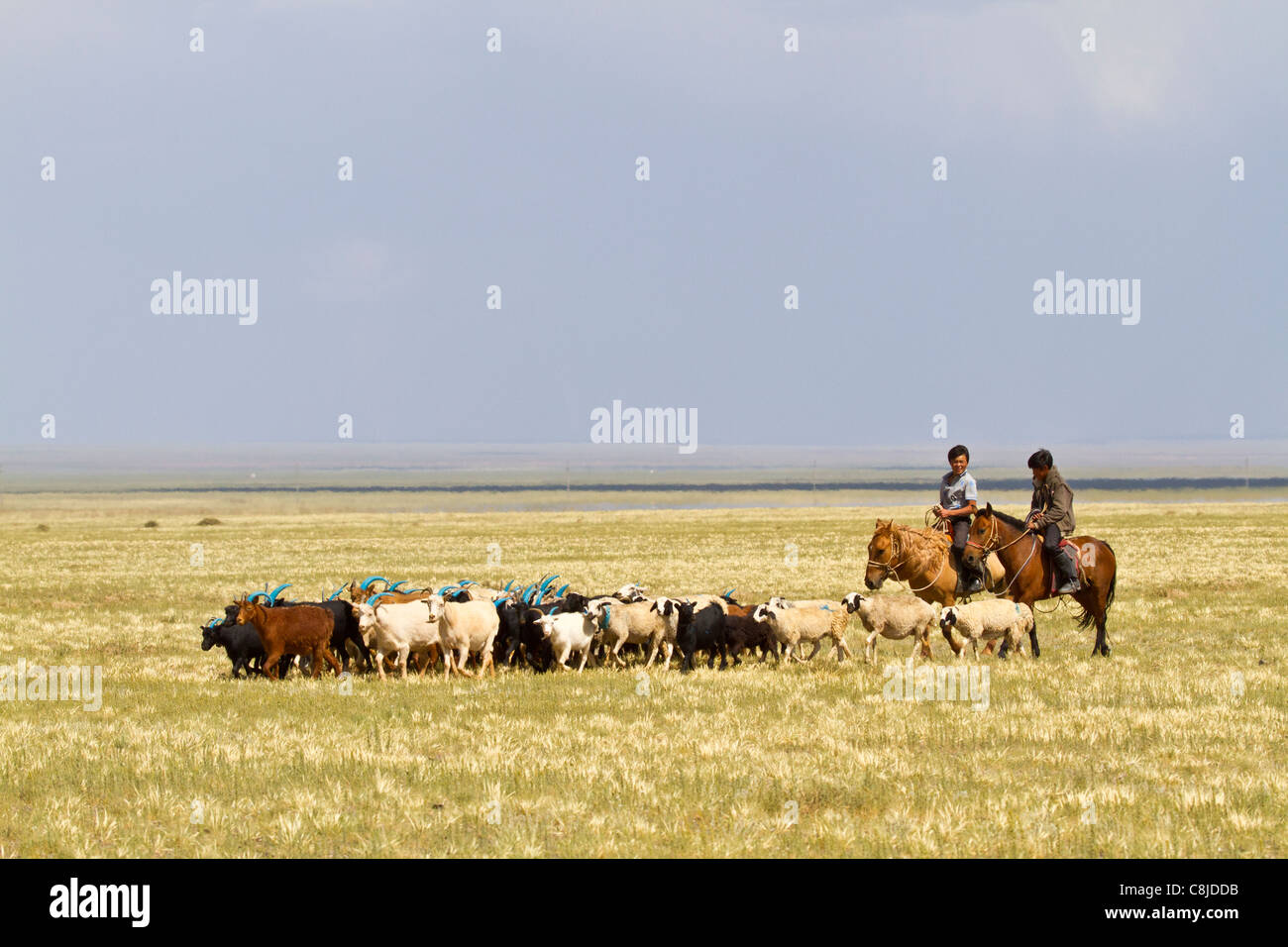 Two Mongolian goat herders on the steppes of Mongolia Stock Photo - Alamy
