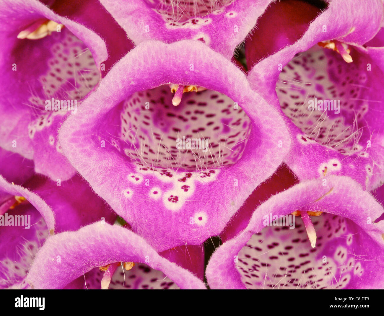 Foxglove (Digitalis purpurea) Stock Photo