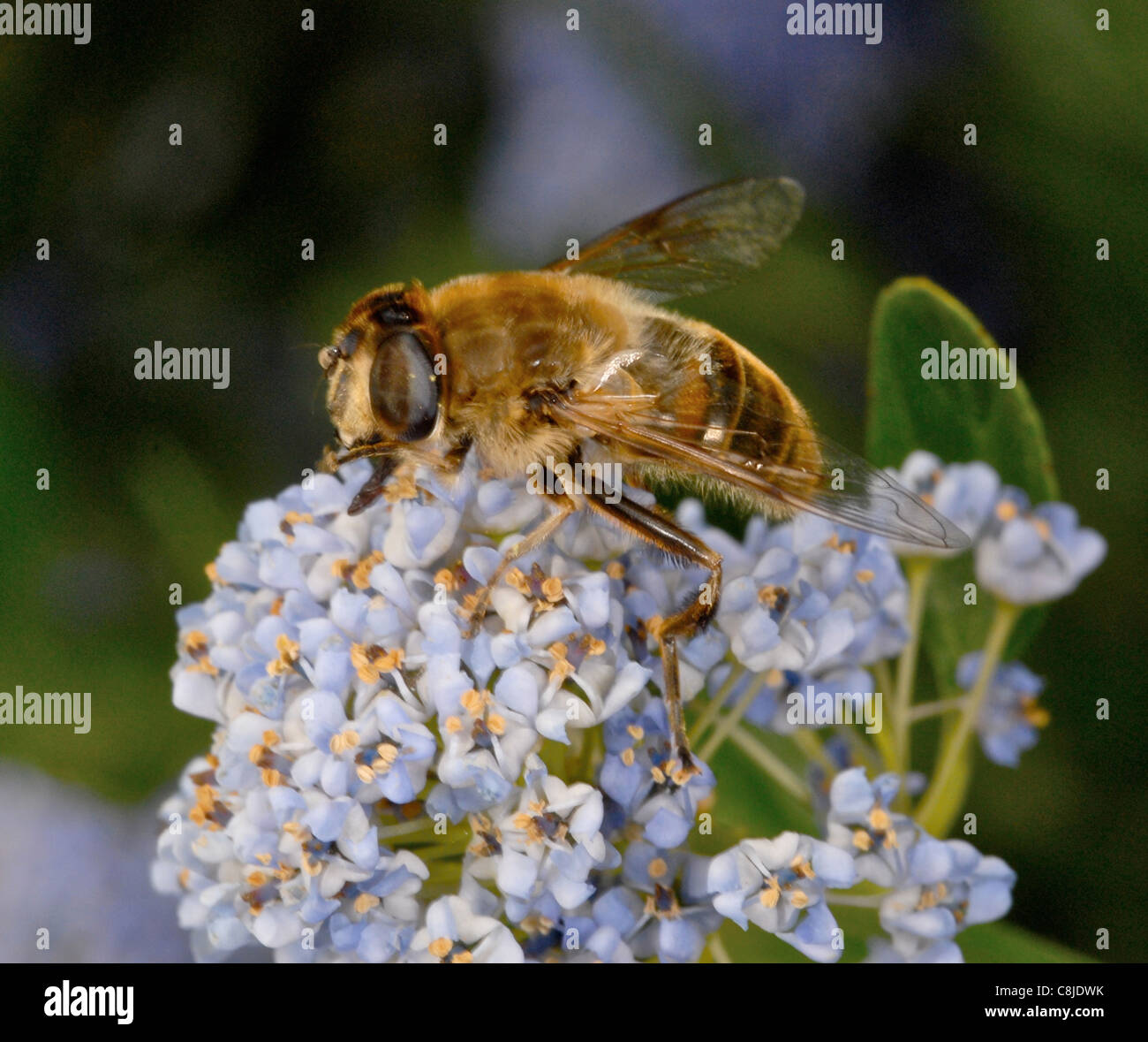 This is a honey bee or honeybee (Apis mellifera or western honey bee) gathering nectar. Stock Photo