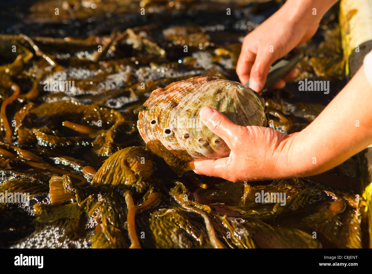 worker inspects abalone at Cultured Abalone, Goleta, California Stock Photo