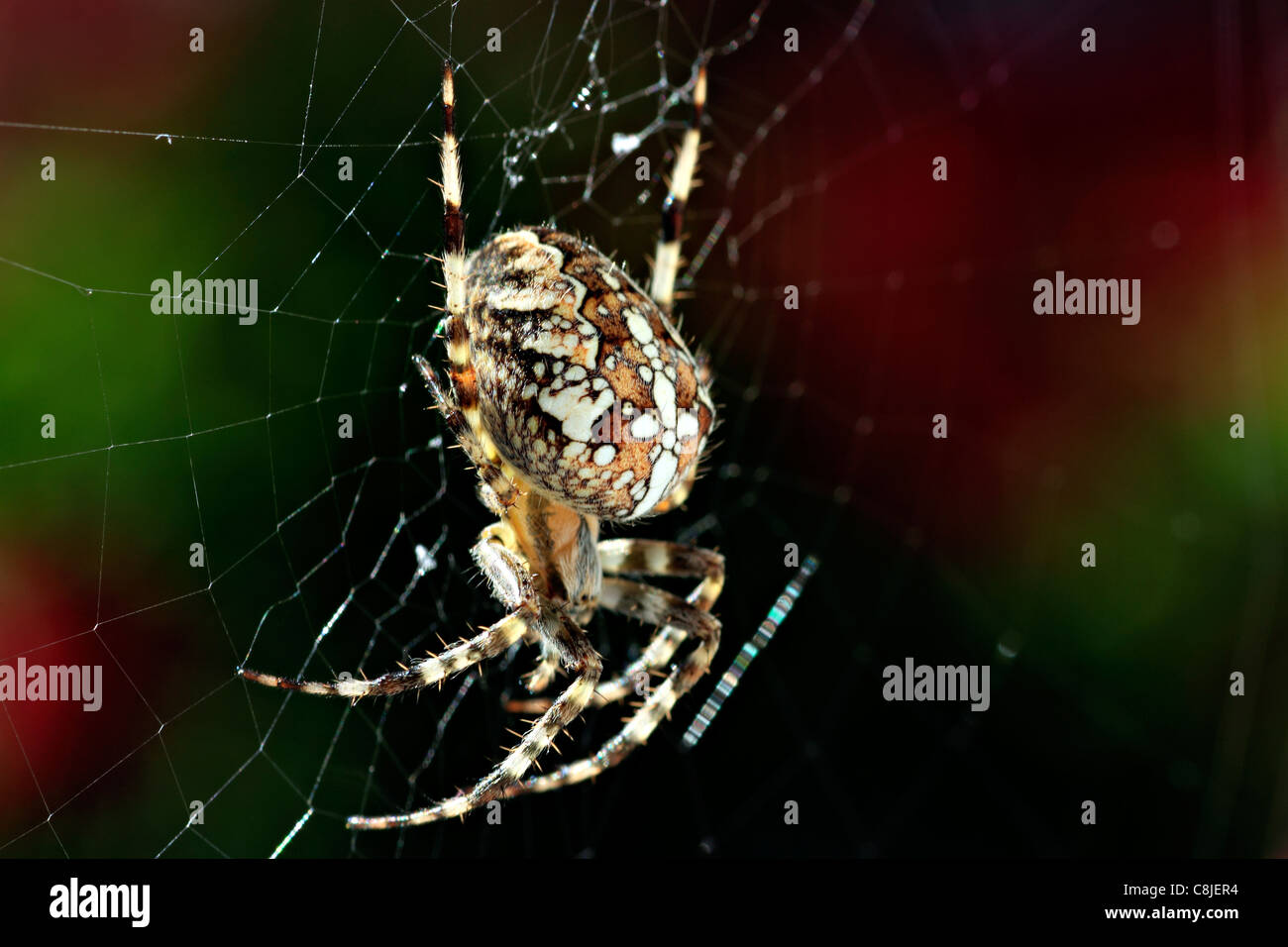Garden or Cross Spider and Web ( Araneus diadematus Stock Photo - Alamy