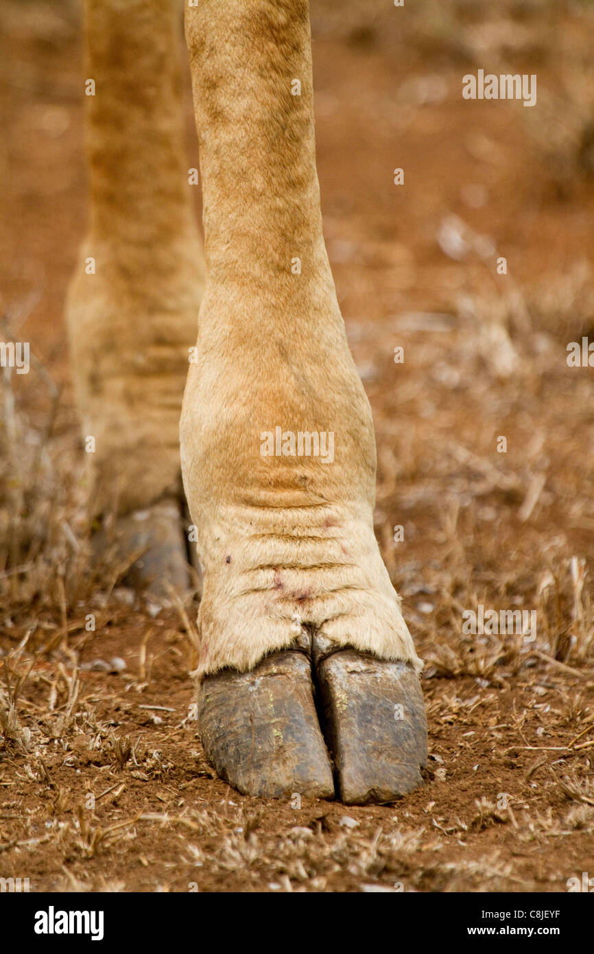 Giraffe Feet High Resolution Stock Photography and Images Alamy