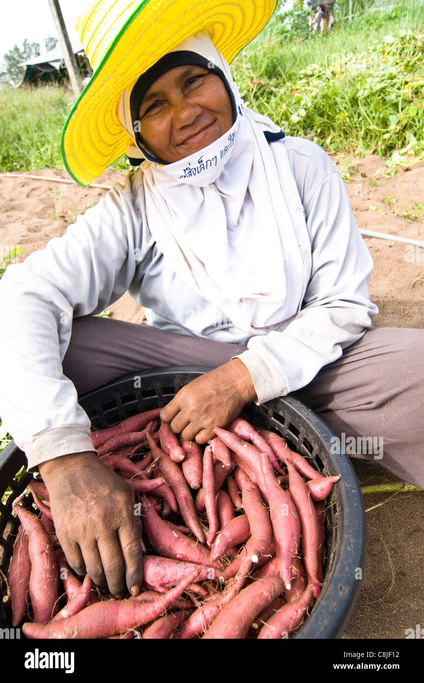 A Sweet Potato farmer in south Thailand. Stock Photo