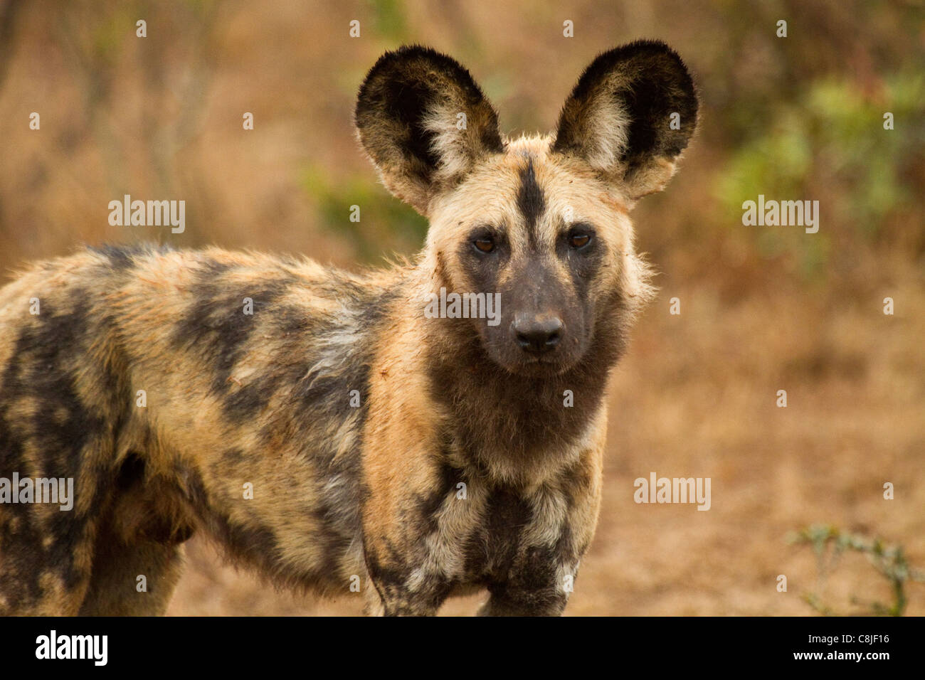 African Wild Dog Stock Photo - Alamy