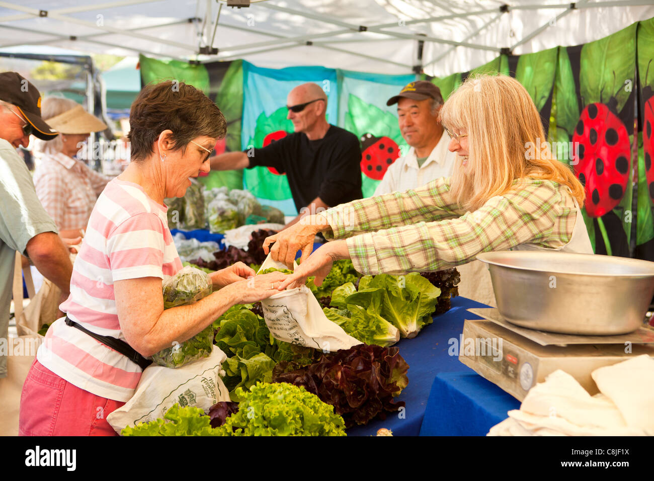 vendor sells lettuce, Farmer's Market, Santa Barbara, California, United States of America Stock Photo