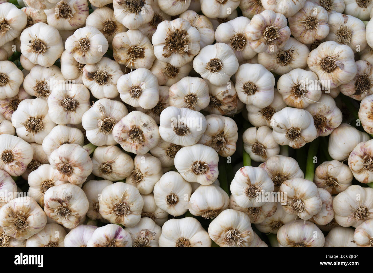 Garlic freshly harvested on display at the farmers market Stock Photo ...
