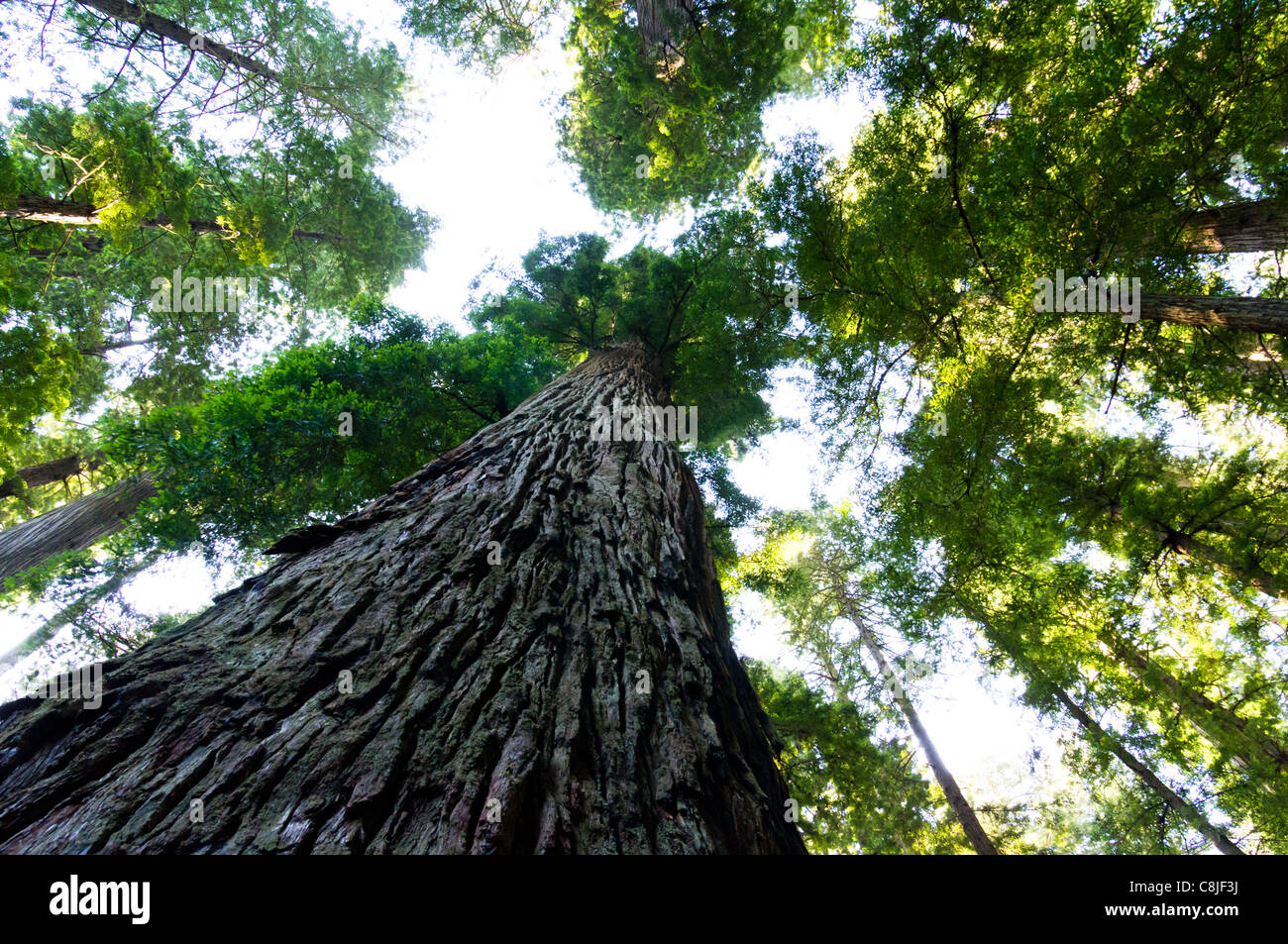 View of towering California redwood trees looking up through the leaves Stock Photo