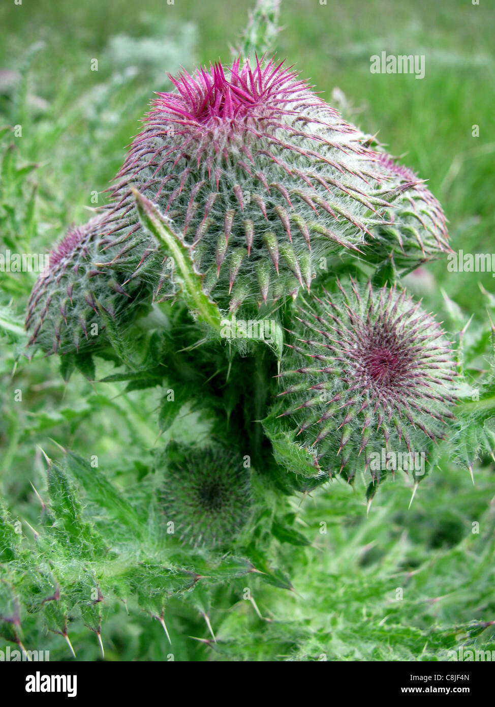 Blossoming prickle Stock Photo