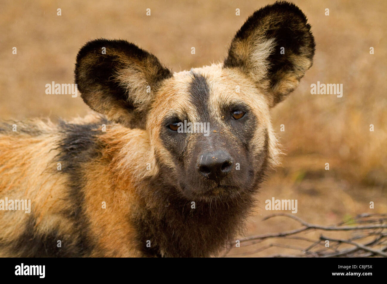 African Wild dog Stock Photo