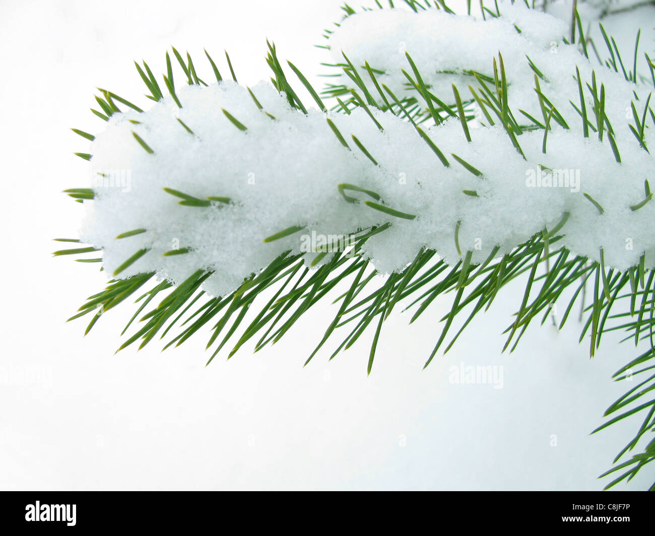 branch of pine under snow Stock Photo - Alamy