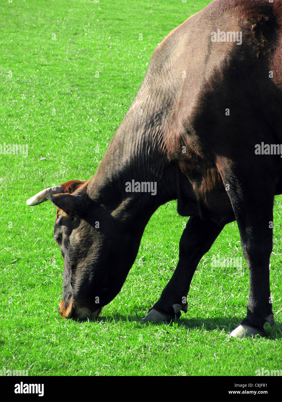 cow eating grass Stock Photo