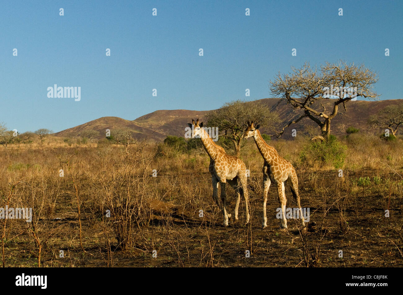 Two baby giraffe walking south africa Stock Photo Alamy