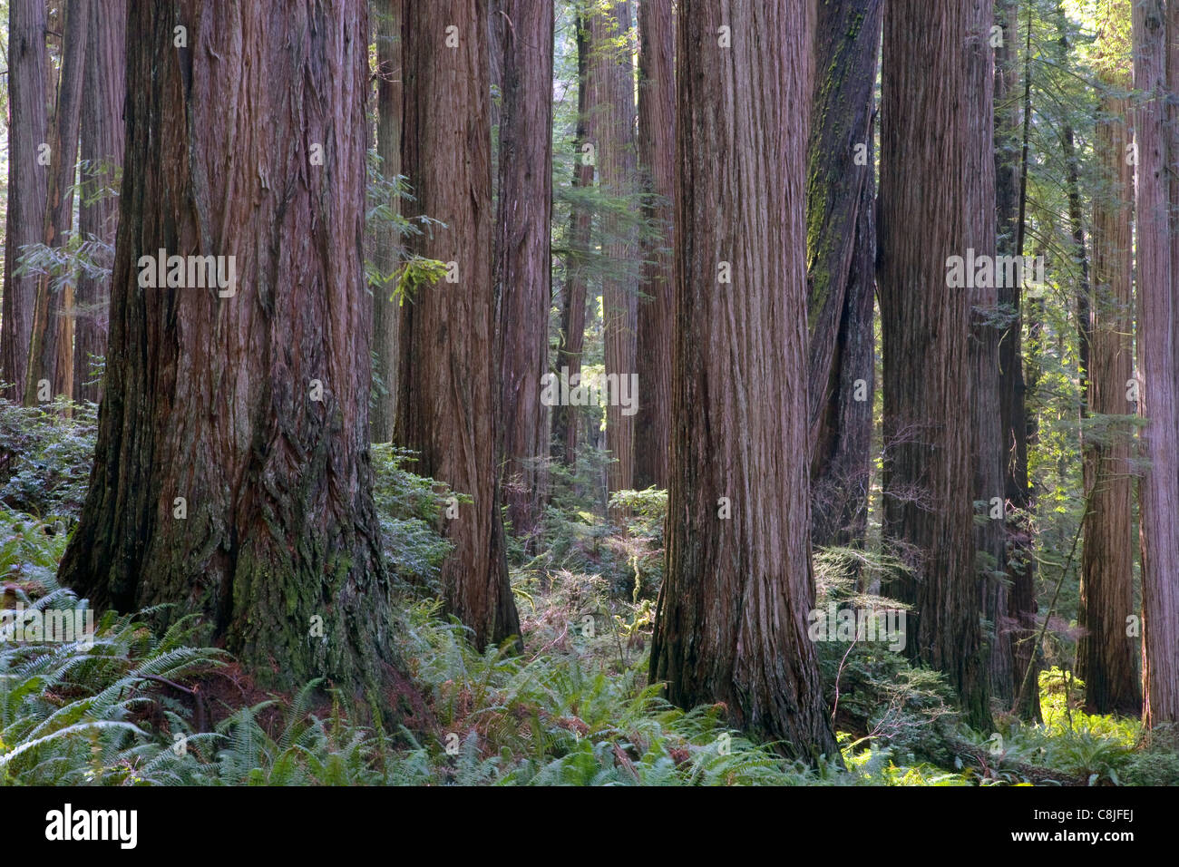CALIFORNIA - Redwood forest along the Scout Trail in Jedediah Smith Redwoods State Park. Stock Photo