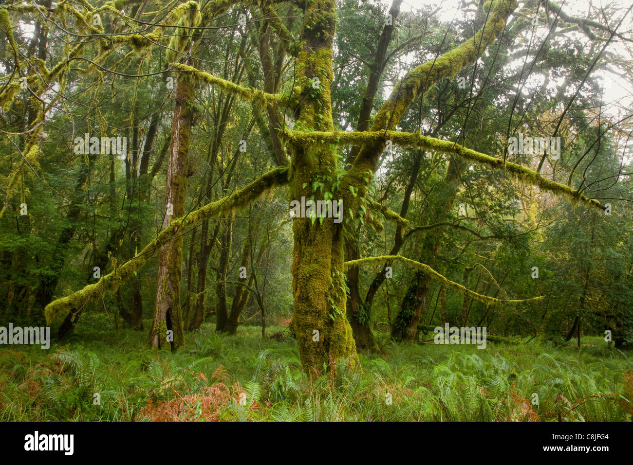 CALIFORNIA Fern and moss covered maple trees growing along Redwood