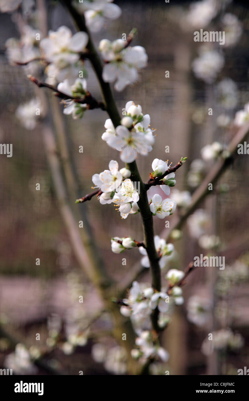 Prunus domestica 'Anita' - plum blossom Stock Photo