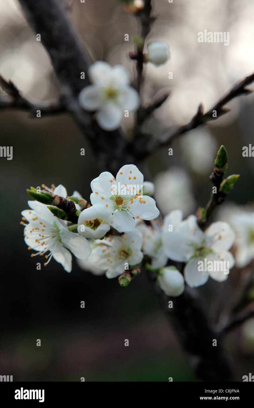 Prunus domestica 'Sanctus Hubertus' AGM - Plum blossom Stock Photo