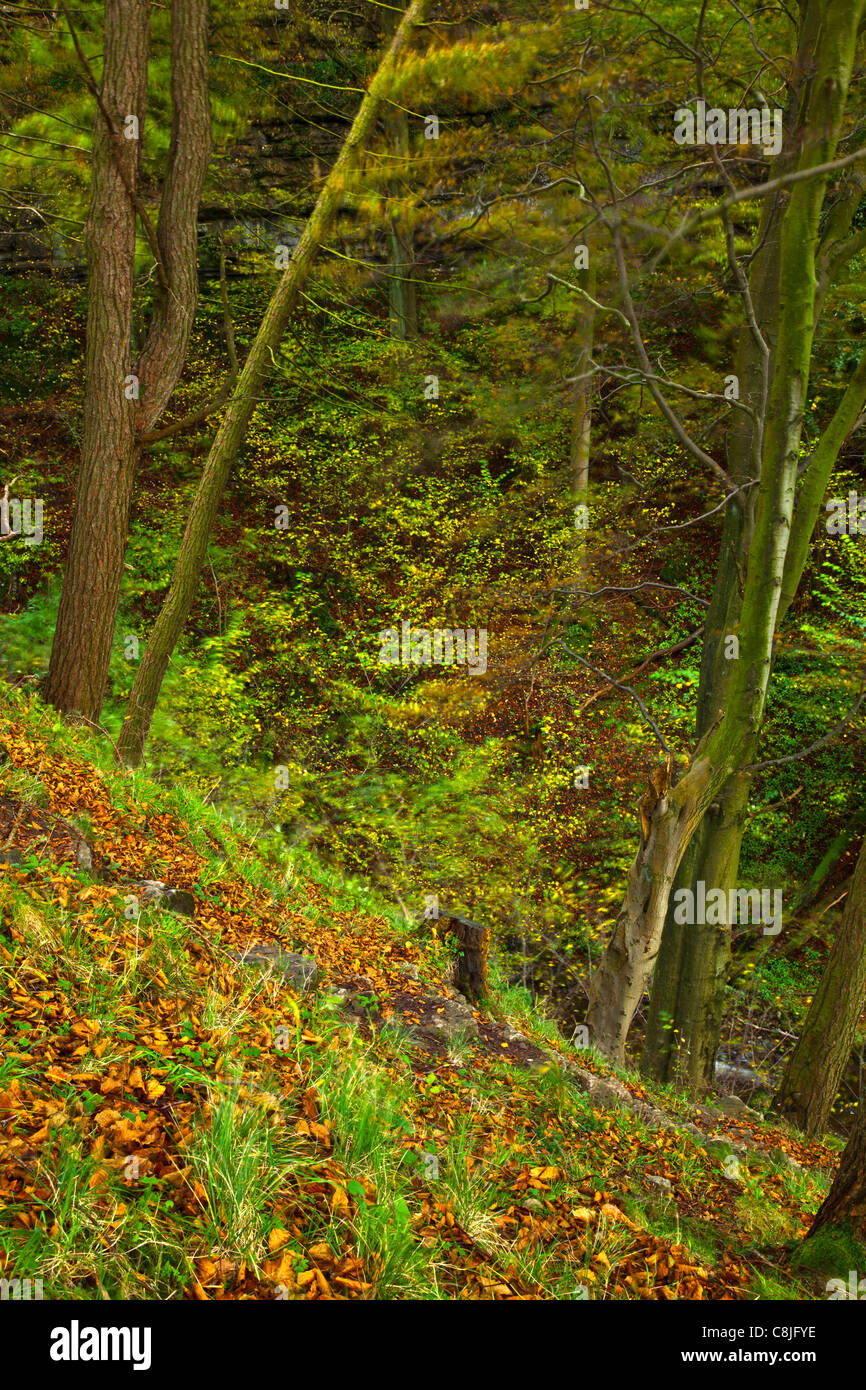 Trees on Steep Sided Valley at Scaleber Force Stock Photo