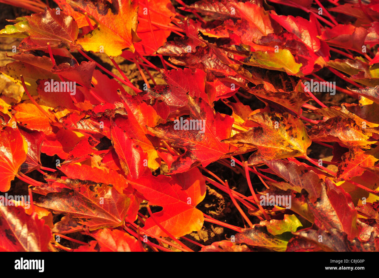 Autumn leaves, Petworth Stock Photo Alamy