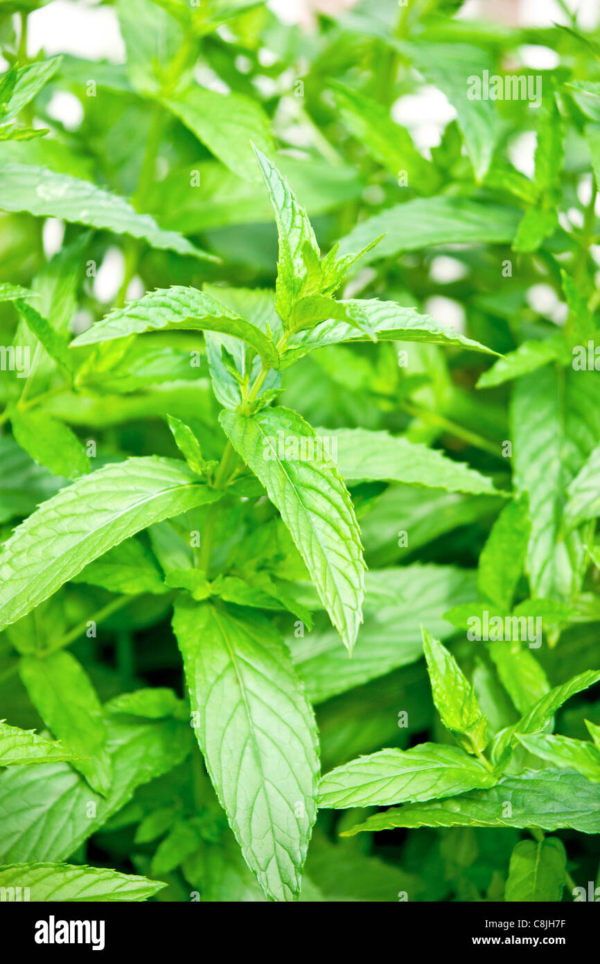 photo of a fresh mint herb Stock Photo Alamy