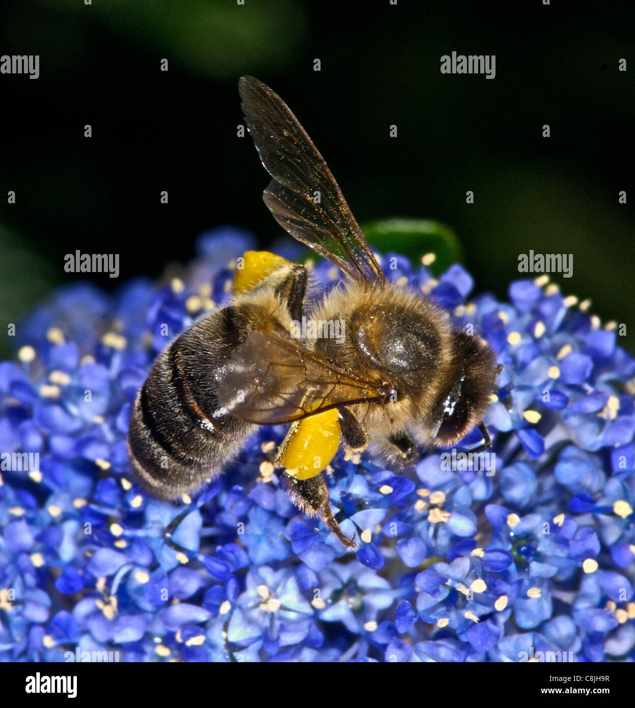 Honeybee  honey bee gathering nectar (and pollen) in the UK Stock Photo