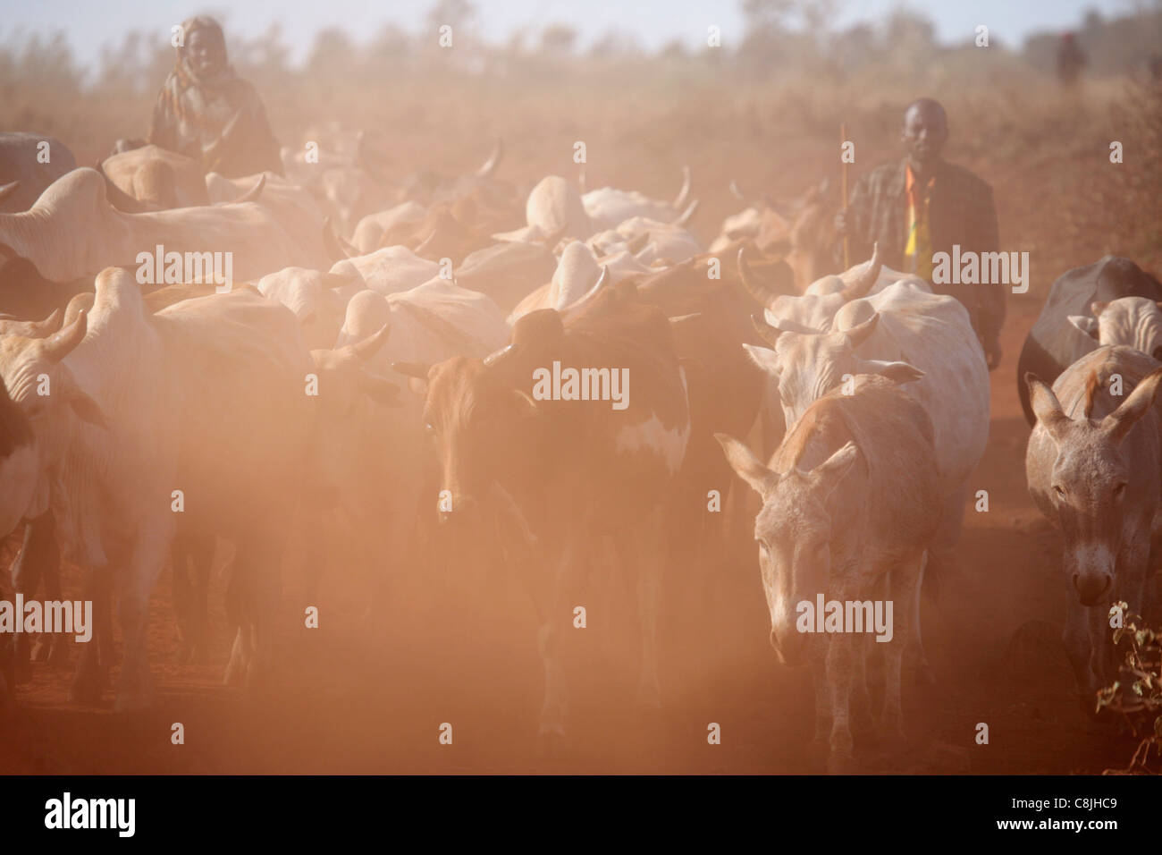 Cattle herders in Northern Kenya on the road between Isiolo and Marsabit Stock Photo