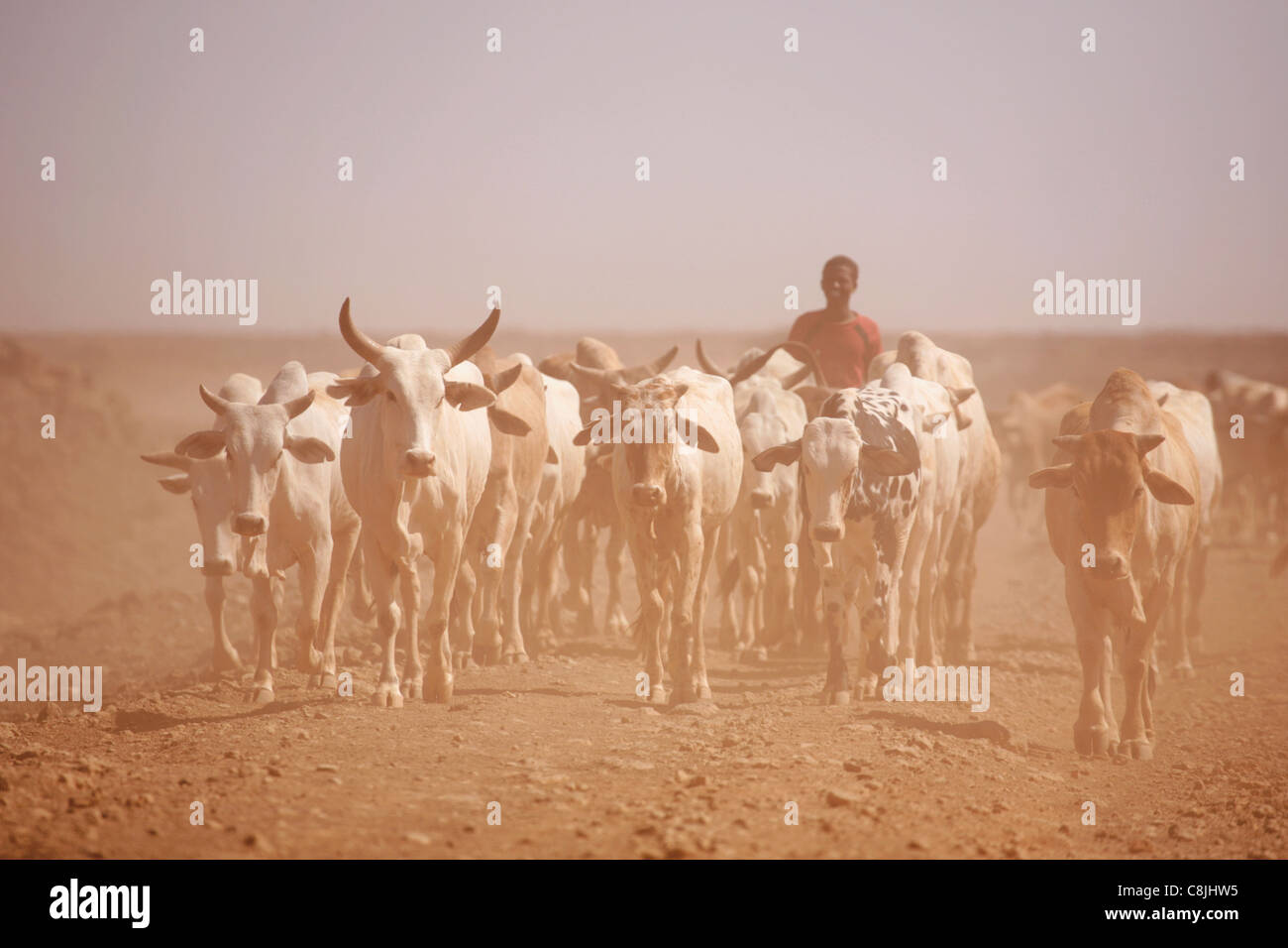 Cattle herder in Northern Kenya on the road between Isiolo and Marsabit Stock Photo