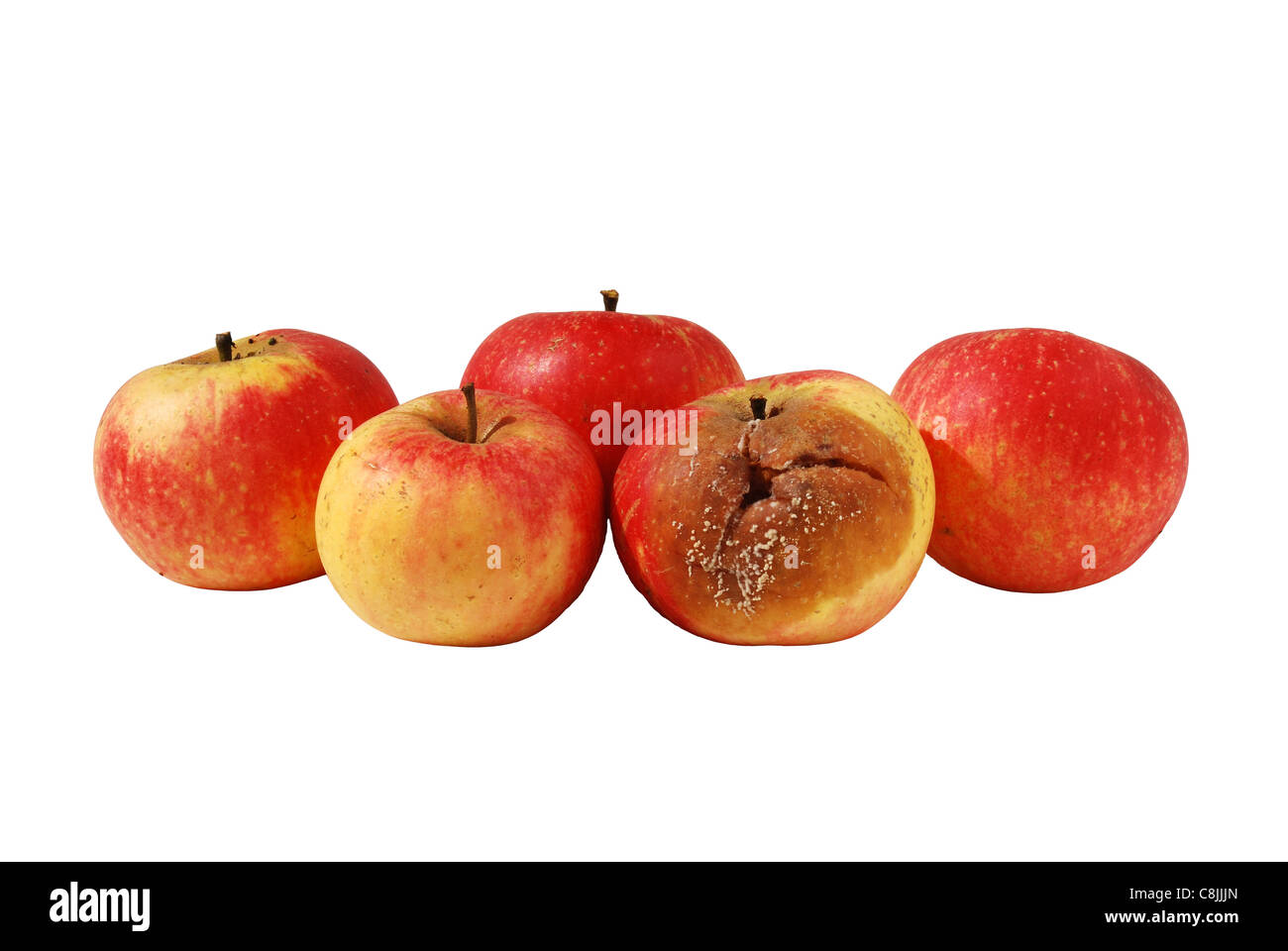 One rotten, bad, decaying apple in bunch of four good apples Stock Photo