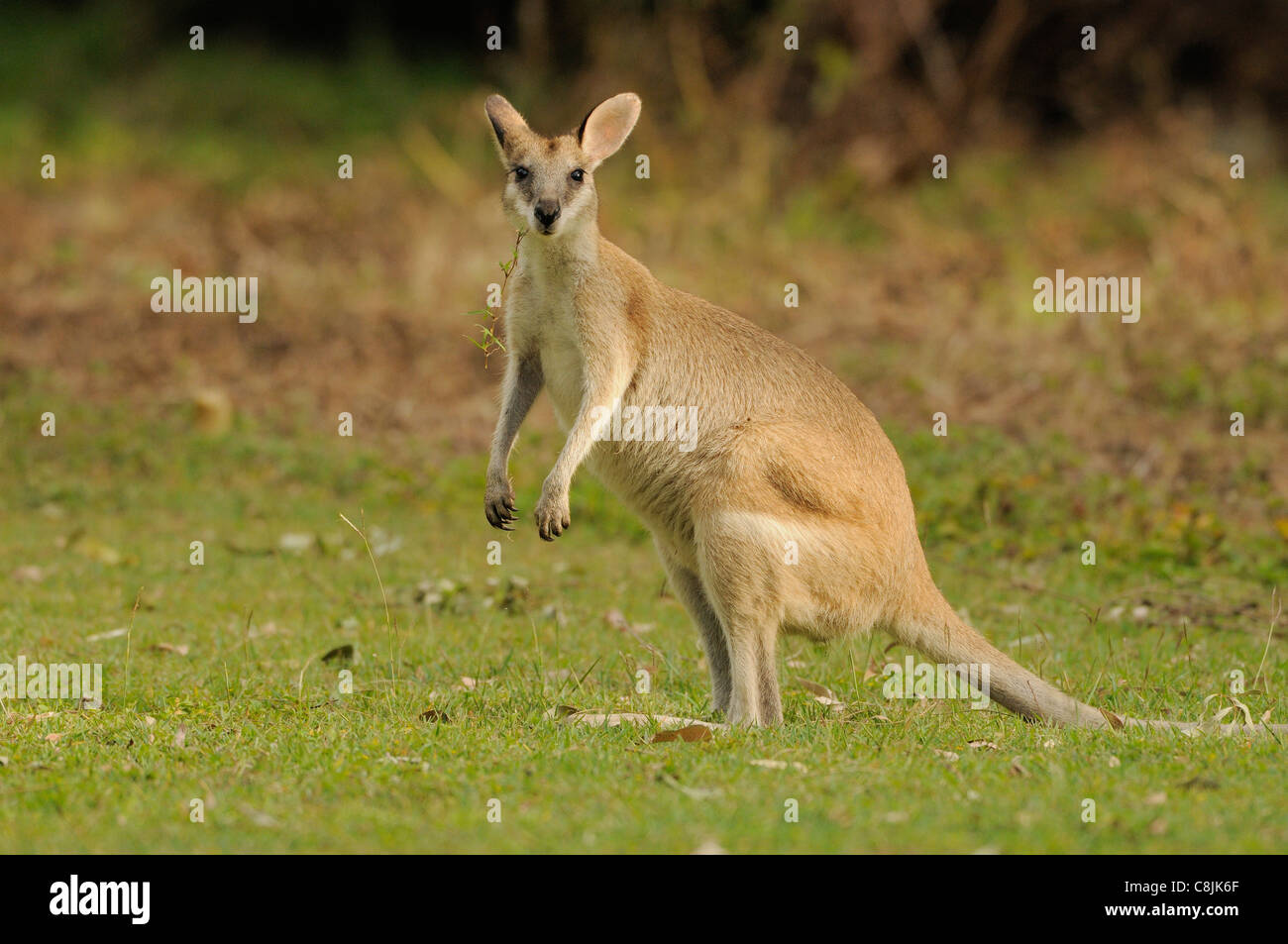 Agile Wallaby Macropus agilis Female Photographed in Queensland, Australia Stock Photo