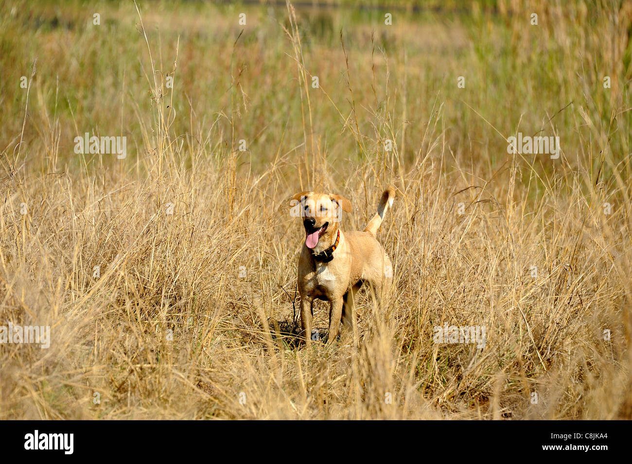 Dog standing panting in the Zimbabwean Bush. Stock Photo