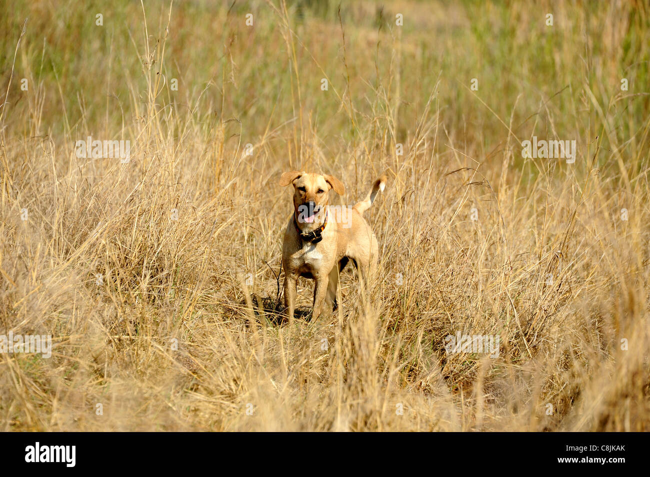 Dog standing panting in the Zimbabwean Bush. Stock Photo