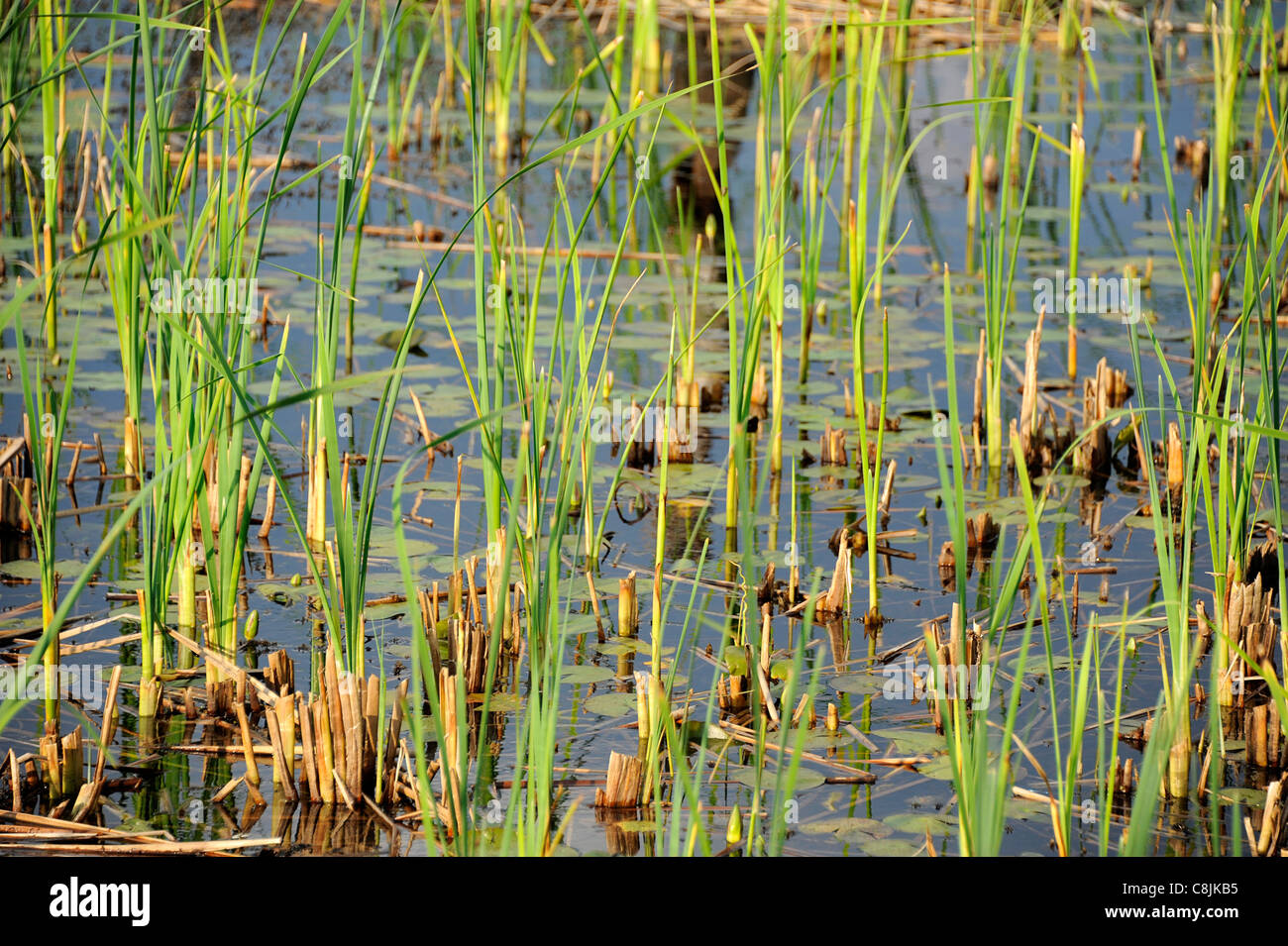 Reeds in dam hires stock photography and images Alamy