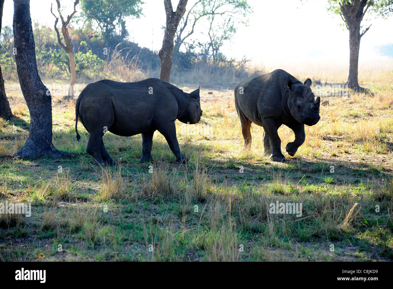 Two black rhinos browsing in Imire Safari Ranch, Zimbabwe, Africa. Stock Photo