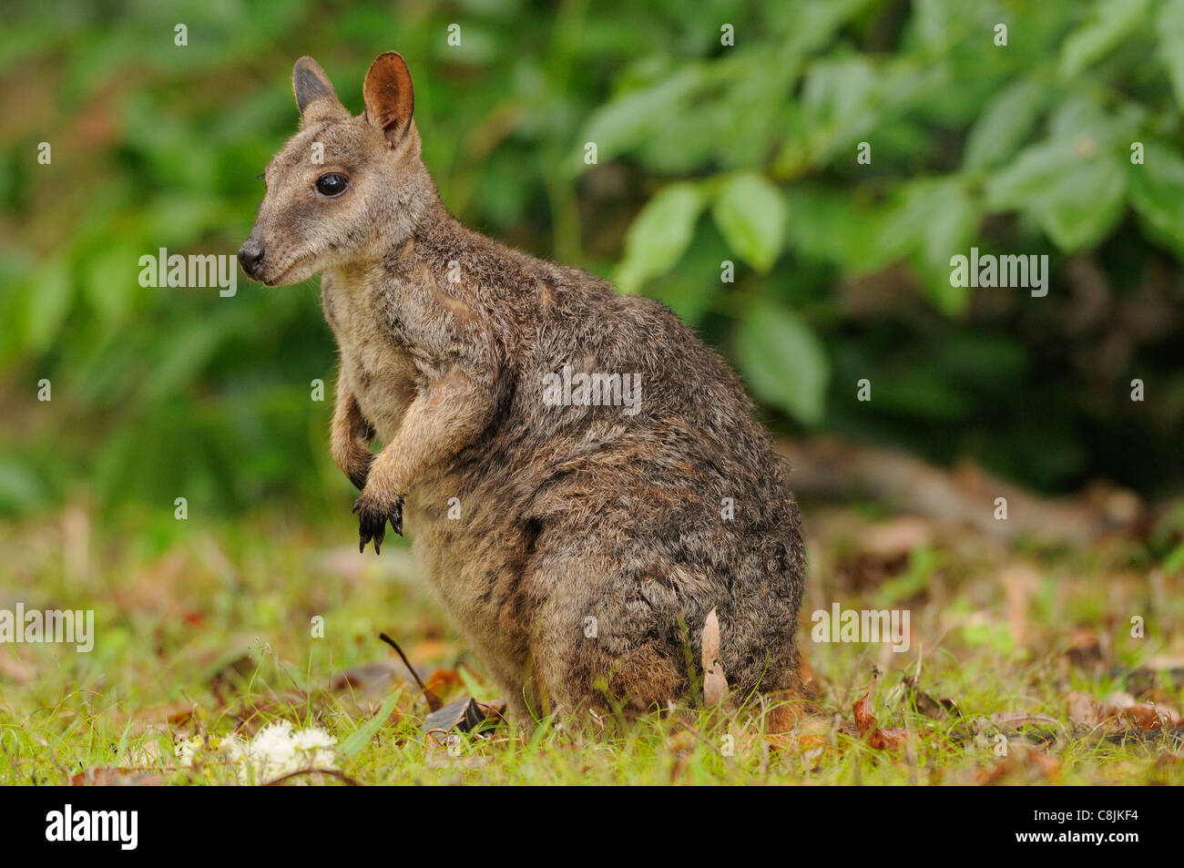 Allied Rock-Wallaby Petrogale assimilis male Photographed in Queensland, Australia Stock Photo