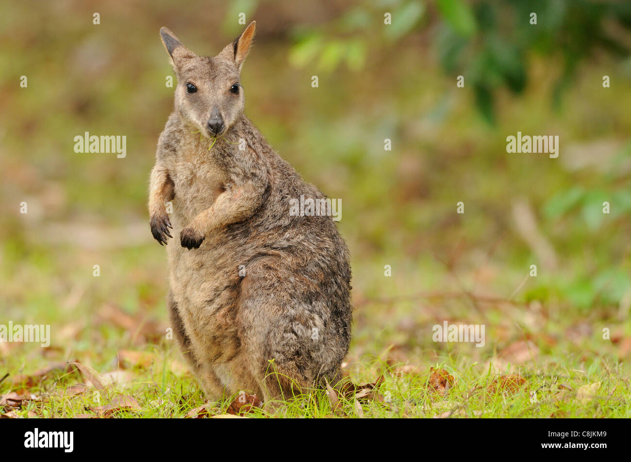 Allied Rock-Wallaby Petrogale assimilis male Photographed in Queensland, Australia Stock Photo