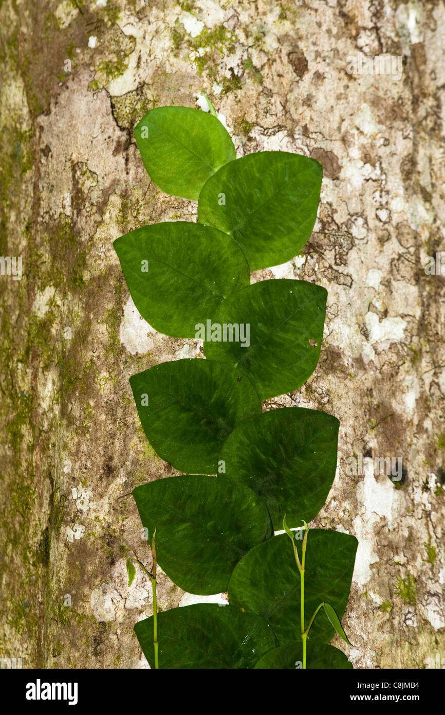 Vine climbing trunk of tree, Kinabatangan, Sabah, Borneo, Malaysia Stock Photo