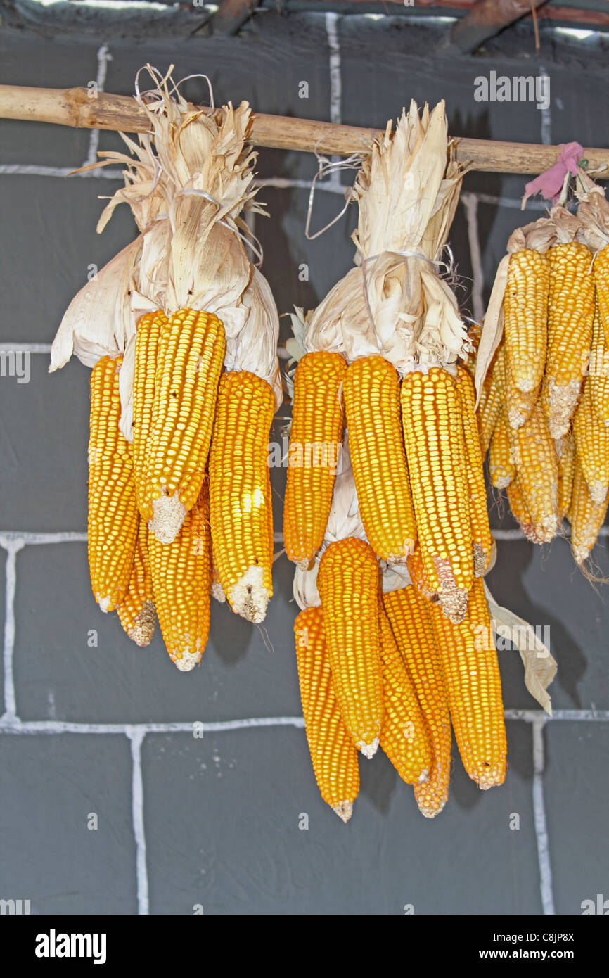 Seed corn, Maize, Zea mays, India Stock Photo
