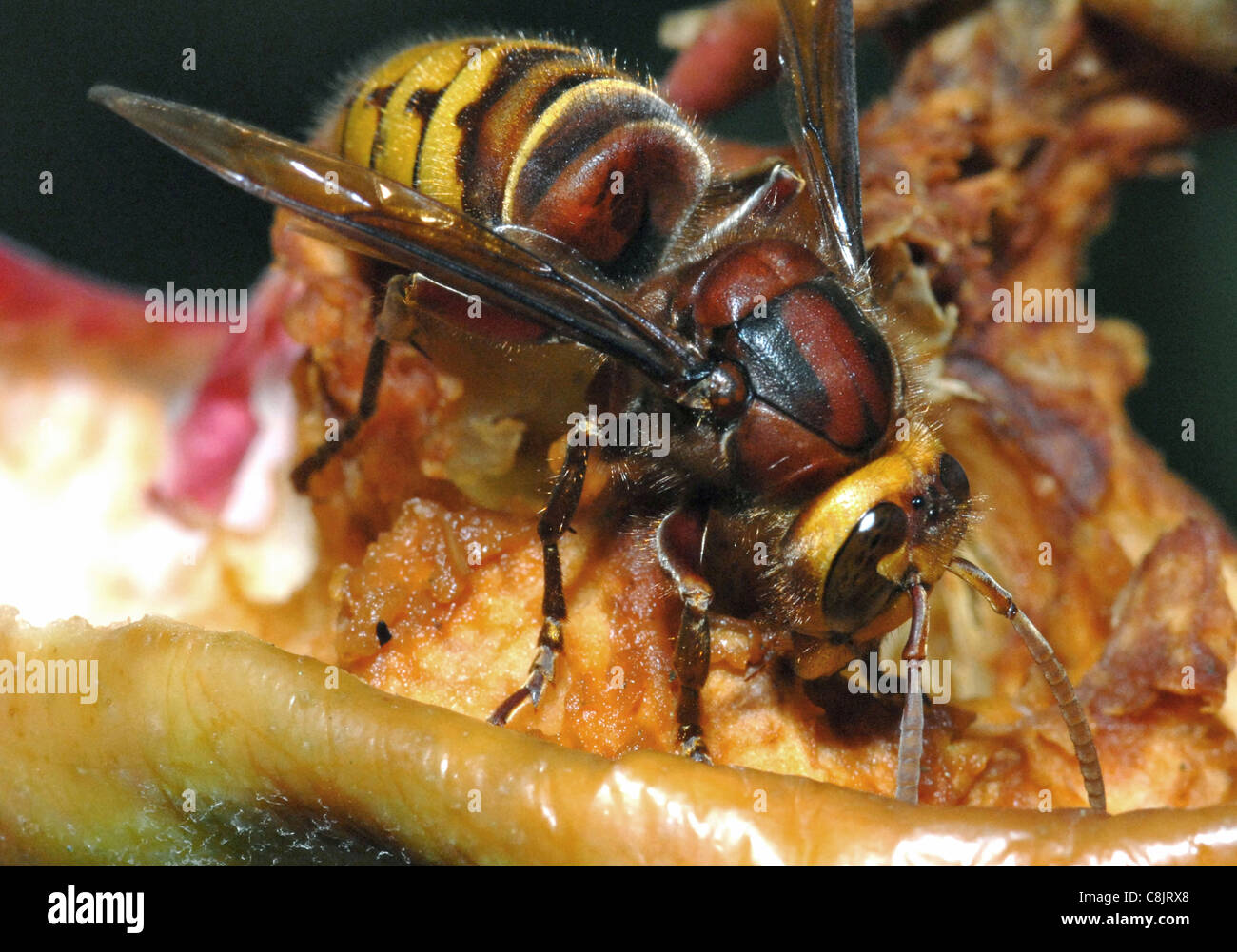 HORNET (Vespa crabro) Increasingly common in the UK the hornet has a well deserved reputaion for its sting and bad temper. Often nests are in buildings the stings will come from a large number of hornets if the nest is disturbed. Stock Photo