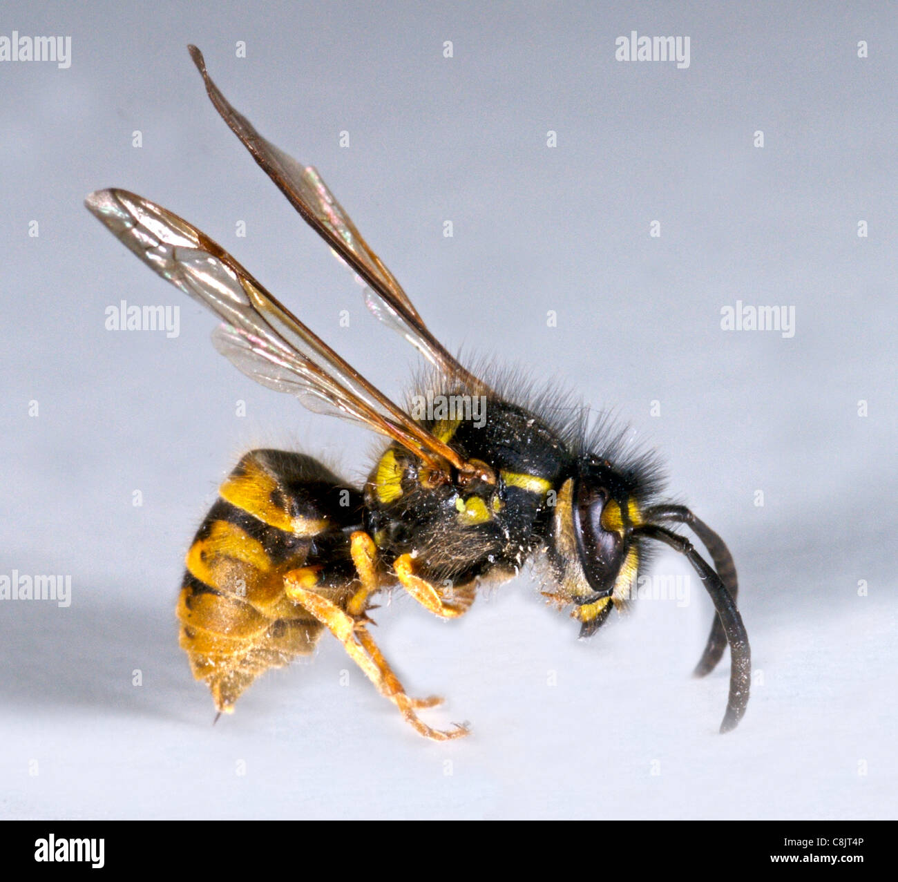 Common Wasp (Vespula vulgaris) The viscious sting of the common wasp makes it a garden pest of note. The black and yellow colouring gives a ready warning of the sting which has caused deaths through allergic reactions. Stock Photo