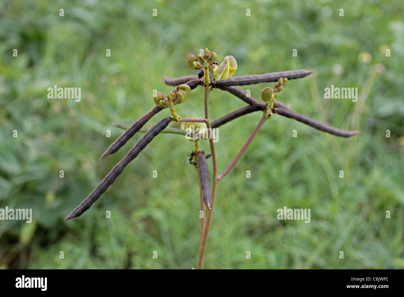 Pods of Vigna radiata, Mung bean, Green gram, India Stock Photo