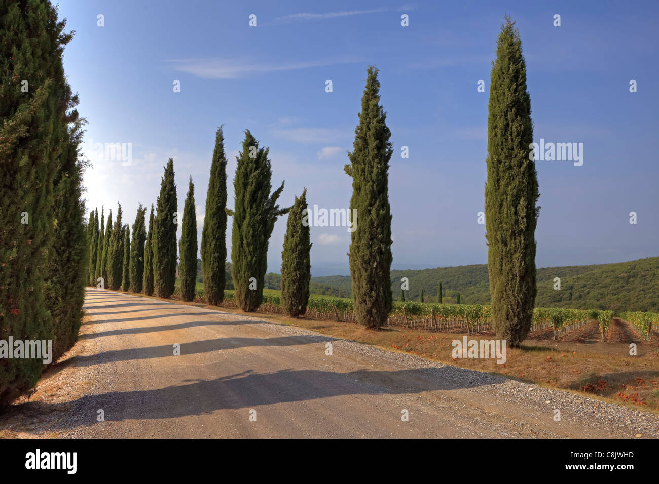an avenue with cypress trees in Tuscany Stock Photo