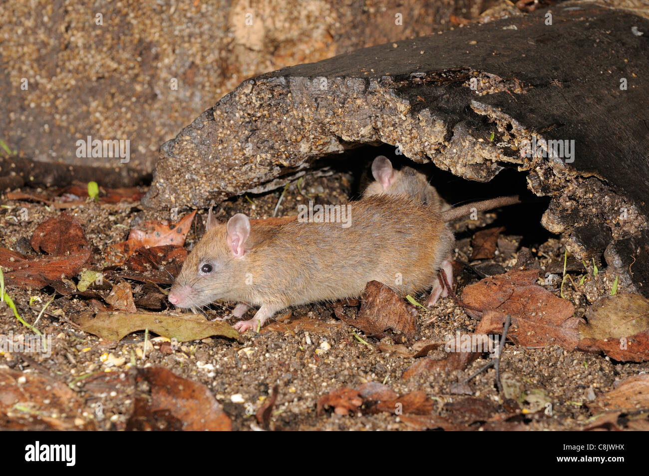 Fawn-footed Melomys Melomys cervinipes Photographed in north Queensland, Australia Stock Photo