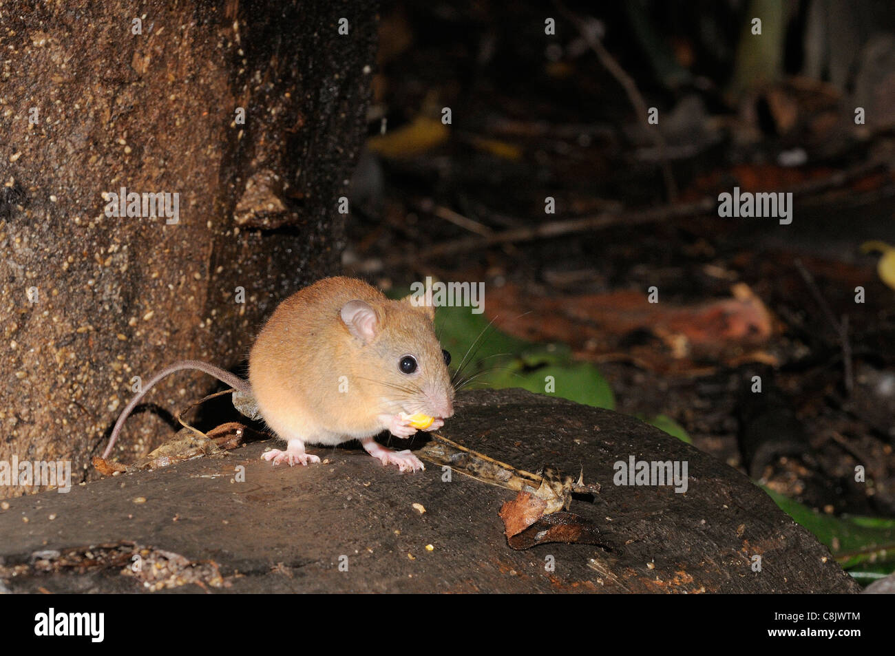 Fawn-footed Melomys Melomys cervinipes Photographed in north Queensland, Australia Stock Photo