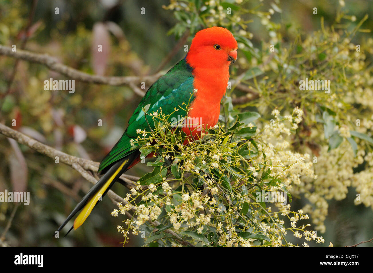 Australian King Parrot Alisterus scapularis Male Photographed in Victoria, Australia Stock Photo